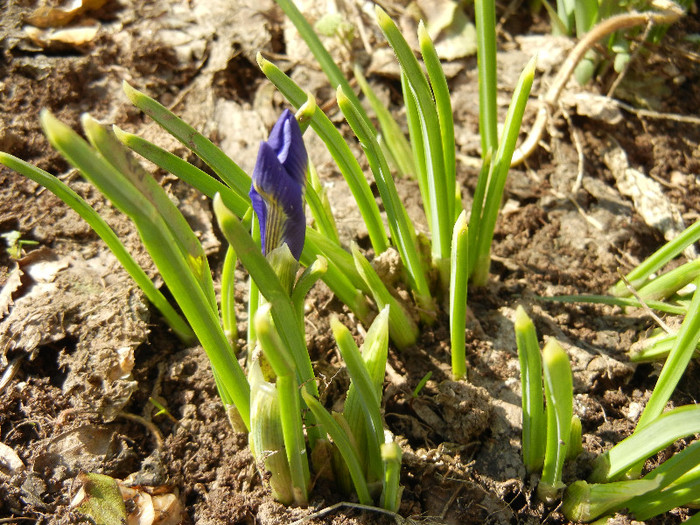 Iris reticulata Blue (2012, March 18) - Iris reticulata Blue