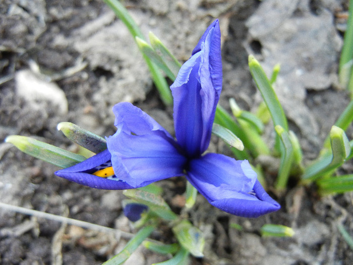 Iris reticulata Blue (2012, March 18) - Iris reticulata Blue