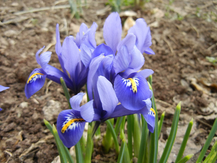 Iris reticulata Blue (2012, March 19)