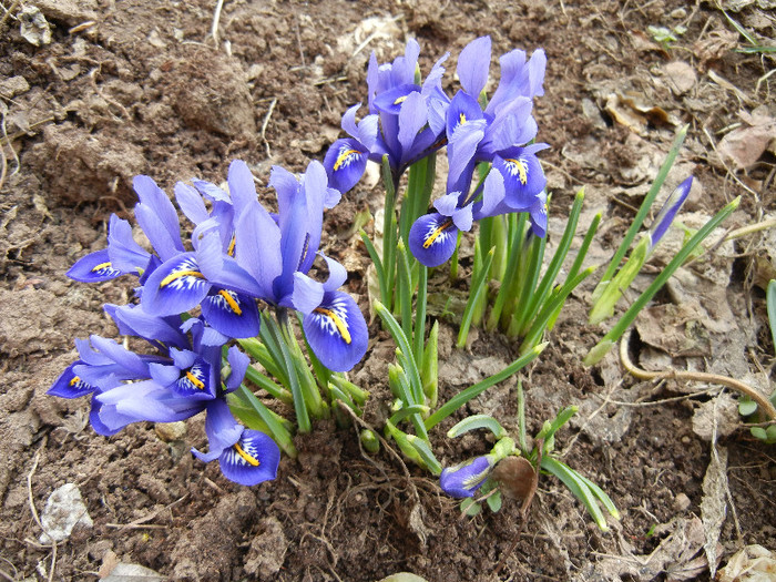 Iris reticulata Blue (2012, March 19) - Iris reticulata Blue