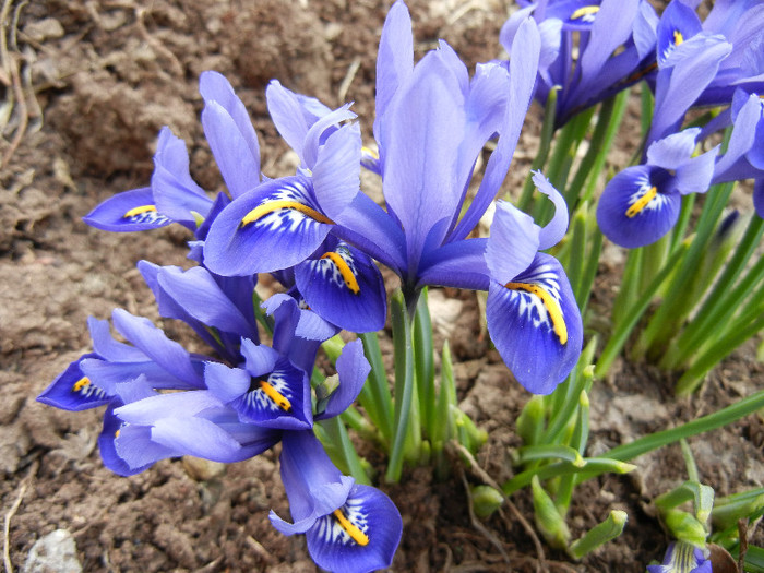 Iris reticulata Blue (2012, March 19) - Iris reticulata Blue