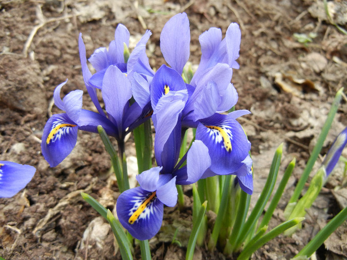 Iris reticulata Blue (2012, March 19) - Iris reticulata Blue