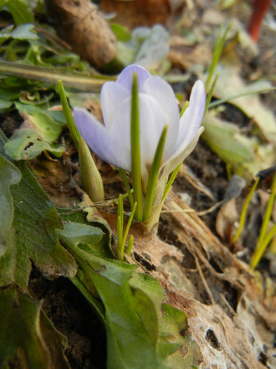 Crocus Blue Pearl (2012, March 17) - Crocus Blue Pearl