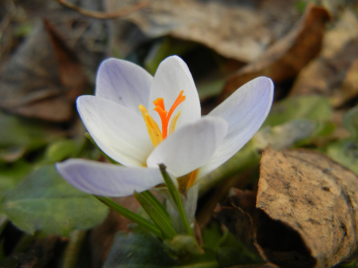 Crocus Blue Pearl (2012, March 17)