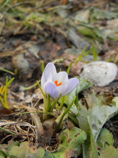 Crocus Blue Pearl (2012, March 17) - Crocus Blue Pearl