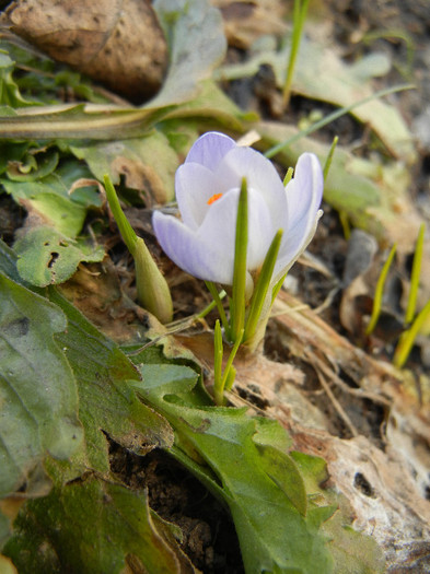 Crocus Blue Pearl (2012, March 17) - Crocus Blue Pearl