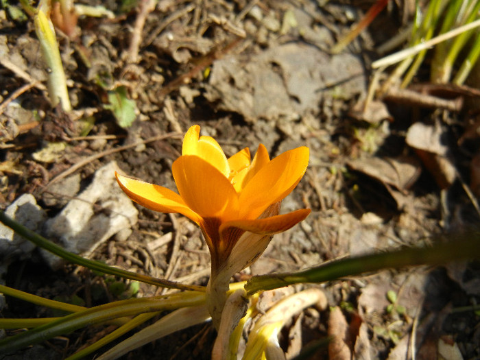 Crocus Gipsy Girl (2012, March 18)