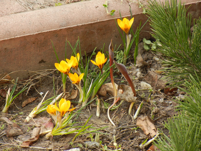 Crocus Gipsy Girl (2012, March 19)