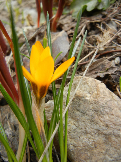 Crocus Gipsy Girl (2012, March 19)