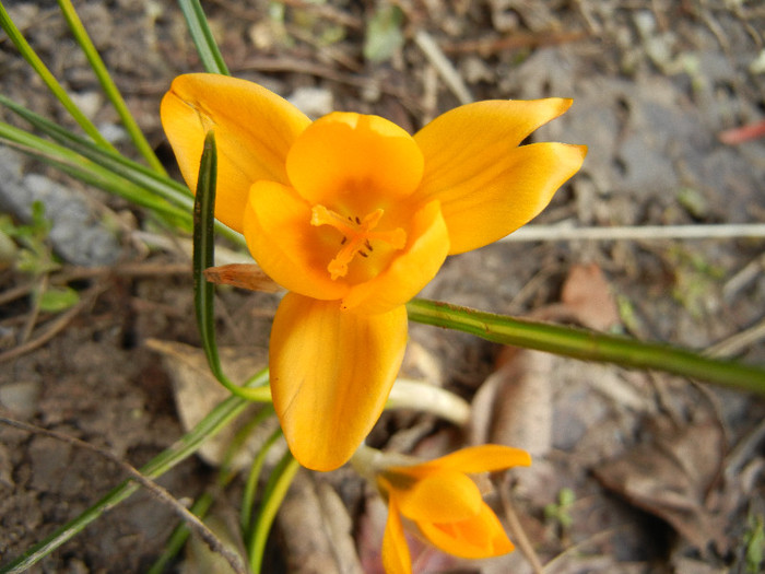 Crocus Gipsy Girl (2012, March 19)