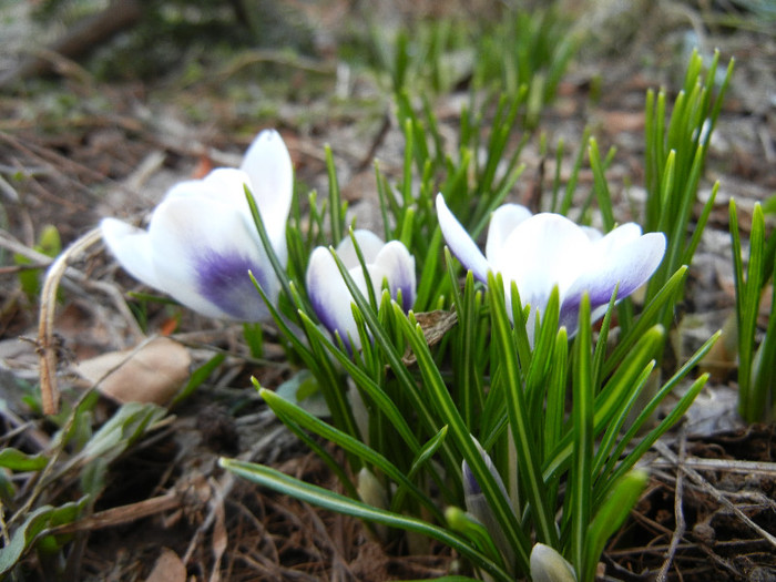 Crocus Prins Claus (2012, March 17)