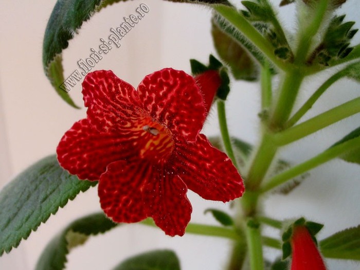 NEW - Kohleria Skogsbrand; 2012
