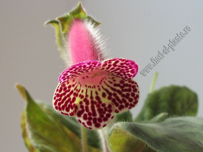 NEW - Kohleria Grace - KOHLERIA I