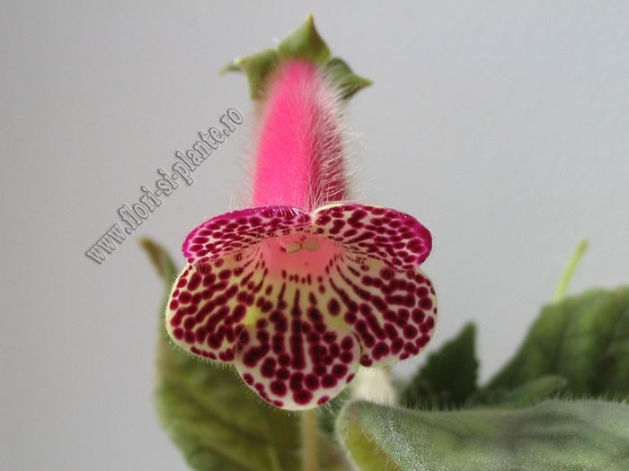 NEW - Kohleria Grace; 2012
