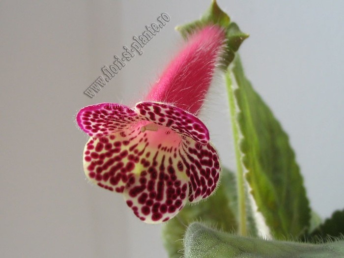 NEW - Kohleria Grace; 2012
