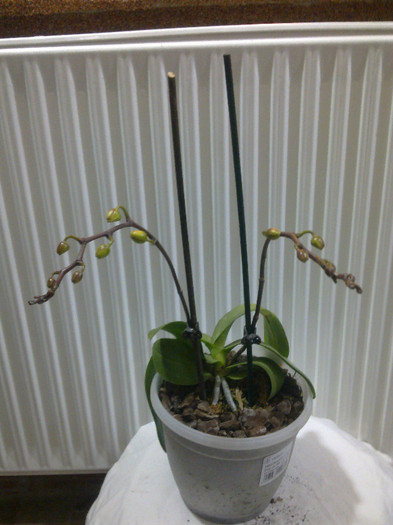 4 - orhidee la gramada