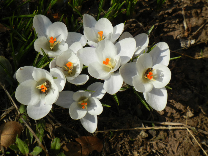 Crocus Prins Claus (2012, March 18)