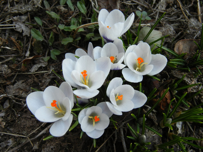 Crocus Prins Claus (2012, March 18)