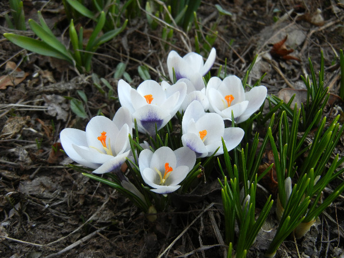 Crocus Prins Claus (2012, March 18)