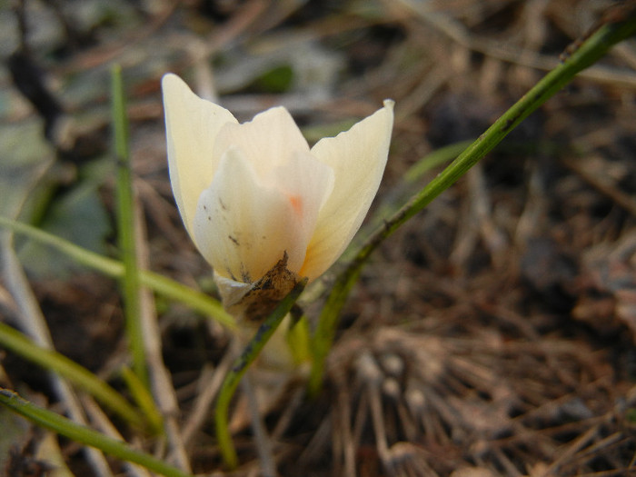 Crocus Snow Bunting (2012, March 17) - Crocus Snow Bunting