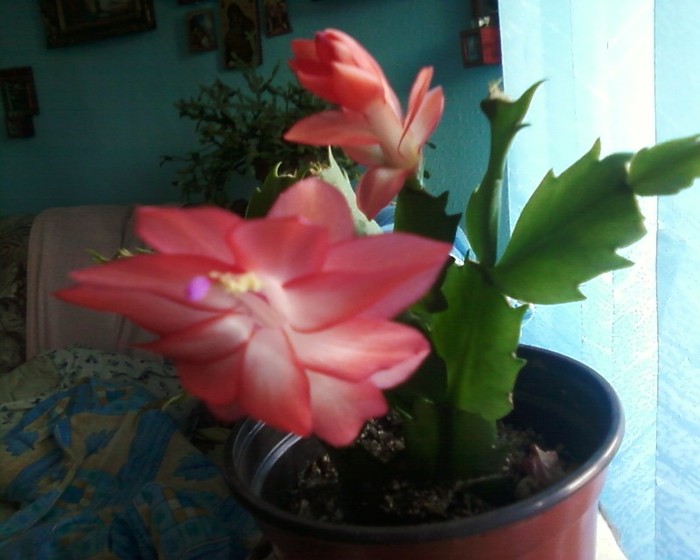 portocalie spre roz cu mijloc alb - craciunica-2012