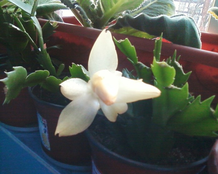 GALBENA cand incepe a se deschide