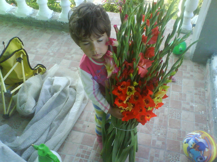 DSC02321 - gladiole 50 culori- bulbii de vanzare