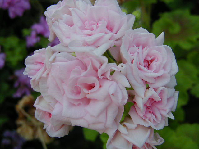 denis - Pelargonium