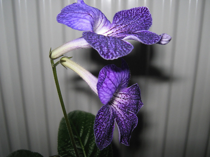  - streptocarpus Shenandoah s Sugar Plum