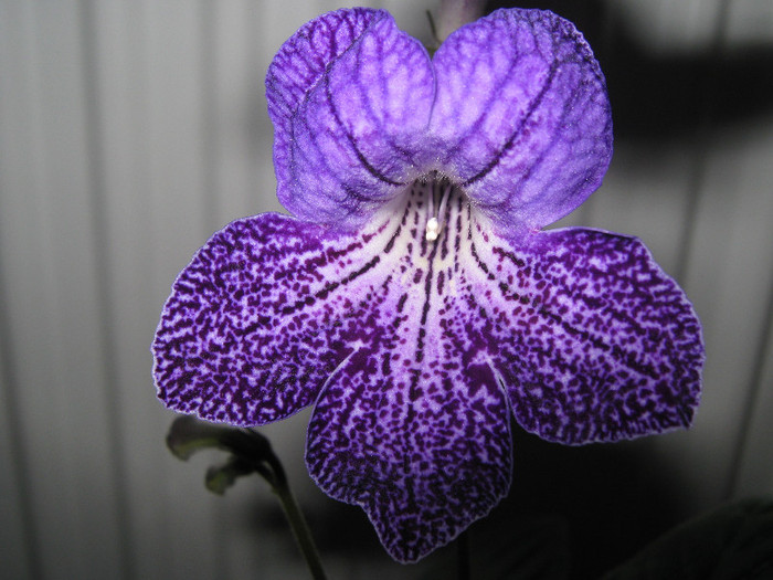  - streptocarpus Shenandoah s Sugar Plum