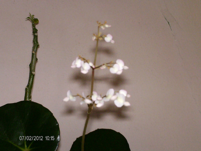martie 005 - florile mele_2012