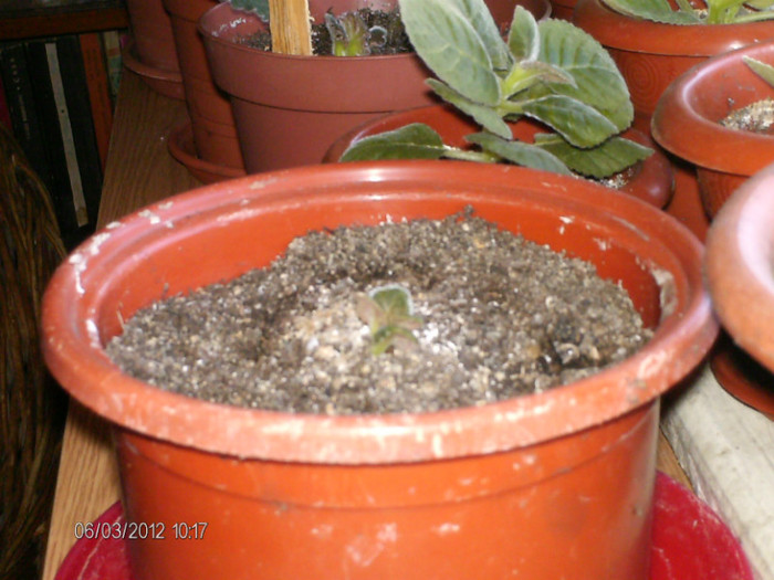 inca o gloxinie se trezeste...