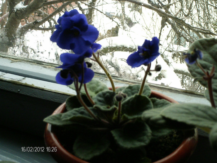 martie 019 - violetele mele_2012