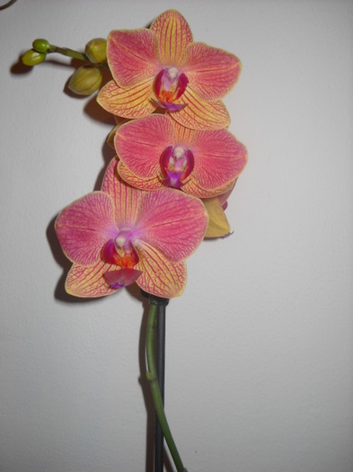 19.03.2012; 011 - 2012- Orhideea