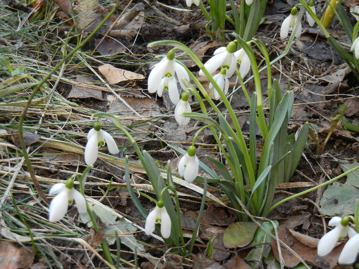 Snowdrops (2012, March 17)