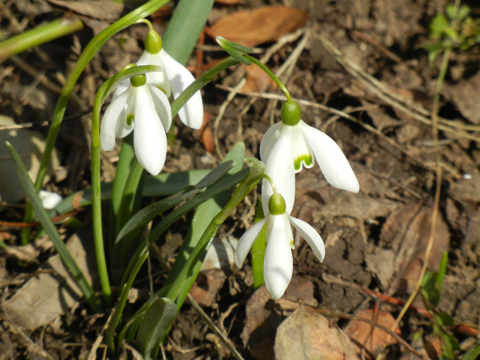 Snowdrops (2012, March 17)
