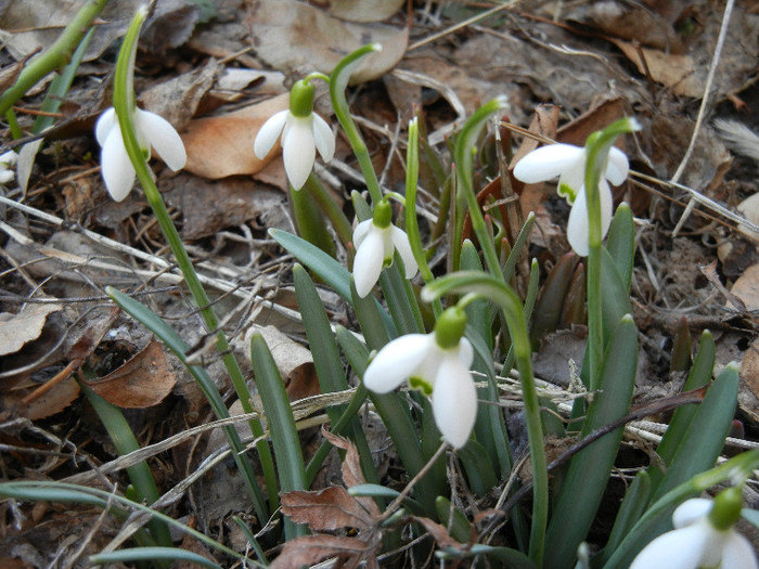 Snowdrops (2012, March 17)