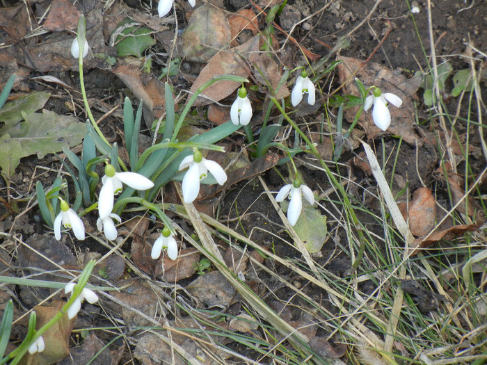 Snowdrops (2012, March 17)