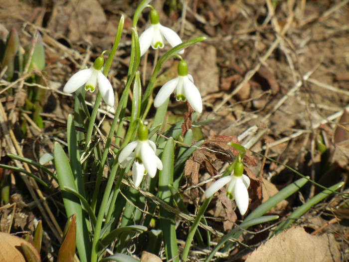 Snowdrops (2012, March 17)