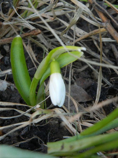 Snowdrop (2012, March 18)