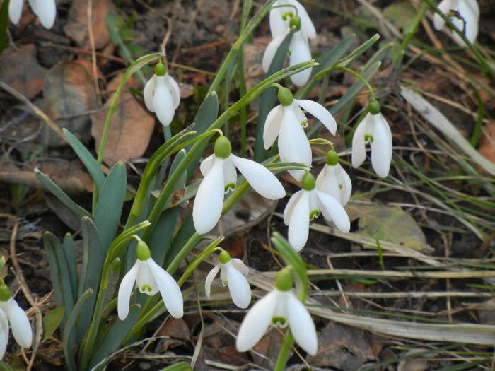 Snowdrops (2012, March 18) - GHIOCEI_Galanthus nivalis