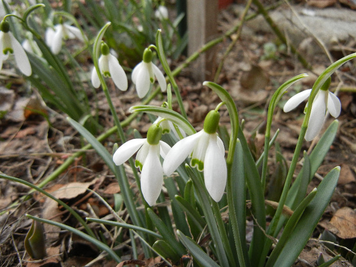 Snowdrops (2012, March 19) - GHIOCEI_Galanthus nivalis