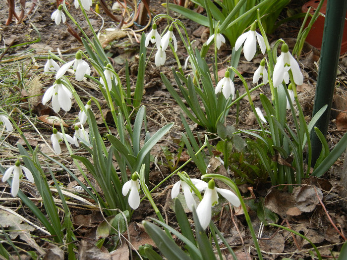 Snowdrops (2012, March 19) - GHIOCEI_Galanthus nivalis