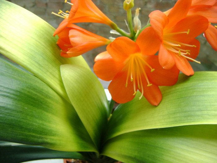 Akebono -floare - Clivia Akebono