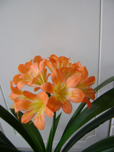 Spring Green(Alick) - CLIVIA