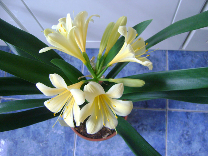 Cream clivia(Wu Jin)Ch