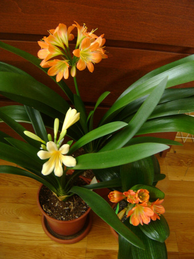Talie diferita a plantelor