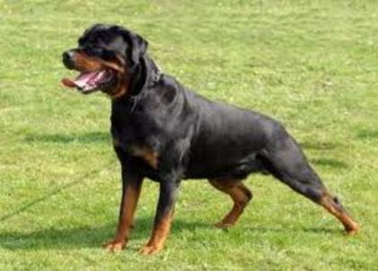 imagesCA9S87WW - american rottweilar