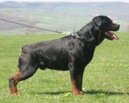 imagesCAAQ187D - american rottweilar