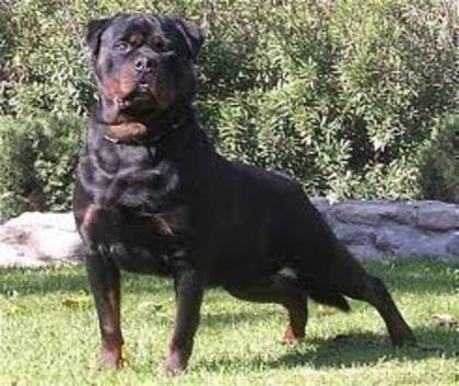 imagesCAN3PC43 - american rottweilar